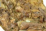 Fossil Hadrosaur Bones & Ossified Tendons in Sandstone - Wyoming #301866-2